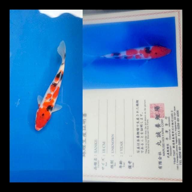 Sanke import marusei