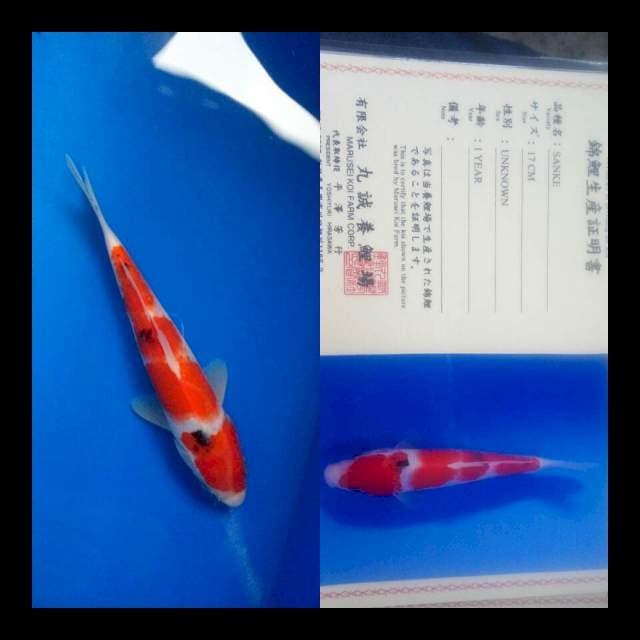 Sanke import marusei