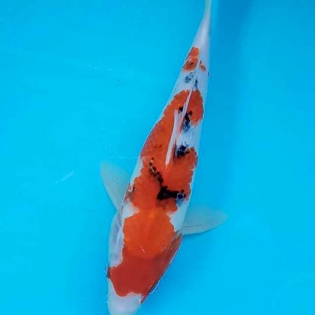 Sanke antik 27cm