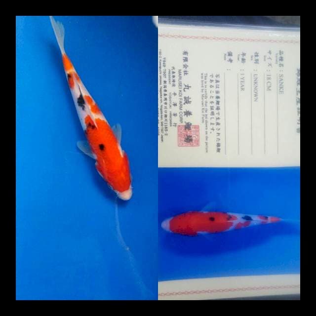 Sanke import marusei