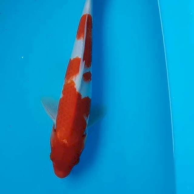 Kohaku 28cm
