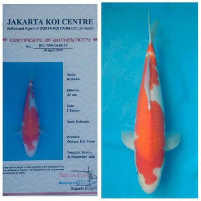 Okawa Kohaku...