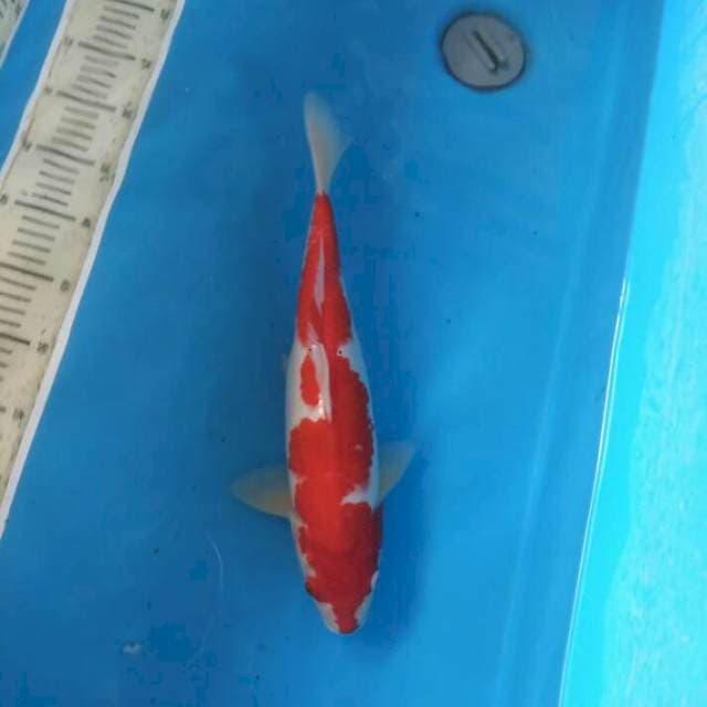 Inzuma kohaku 38
