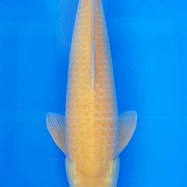 RED EYE KARASHI 44CM (MALE)