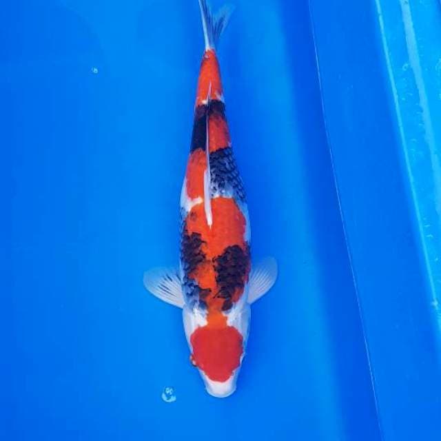 SHOWA 47CM (MALE)