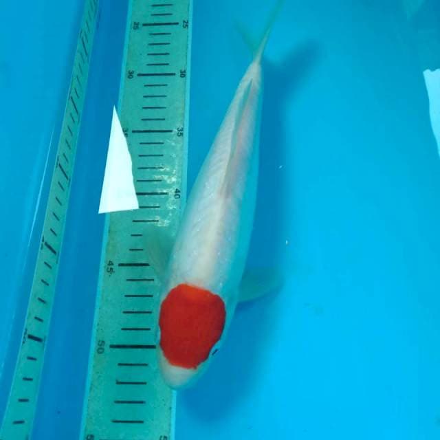 Tancho Kohaku Doitsu 28 cm