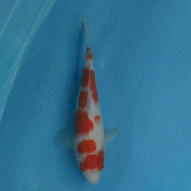 Kohaku ceplok 31cm