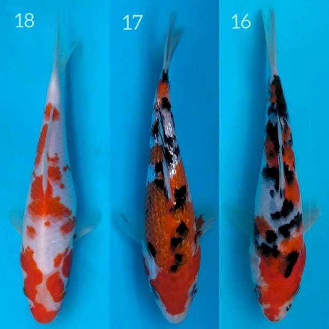 Mix HQ Kohaku, Sanke Ginrin, Sanke sisik biasa
