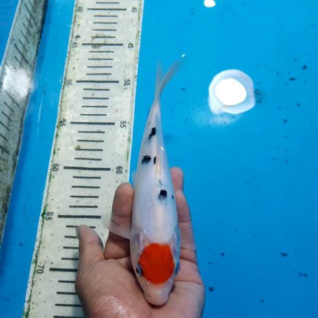 Tancho sanke 22cm