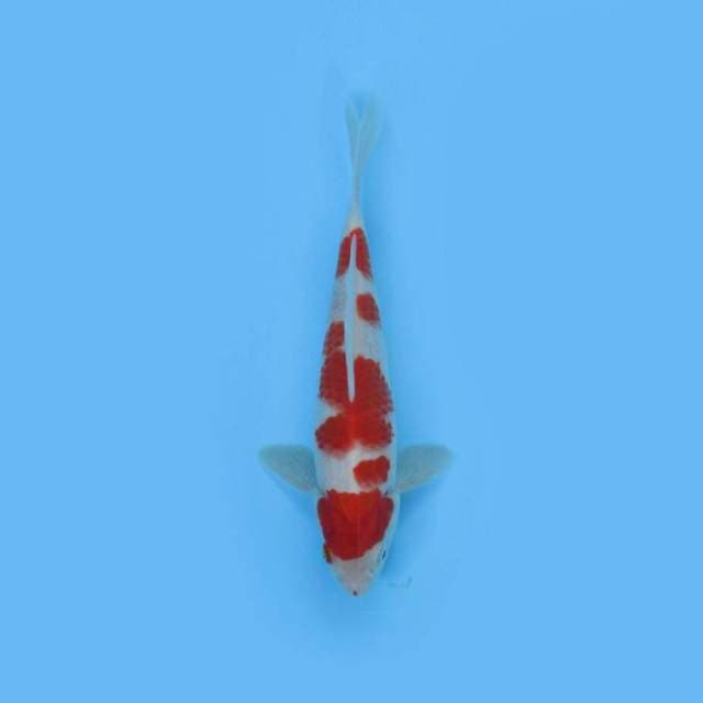 BKS ( KOHAKU 20 CM )