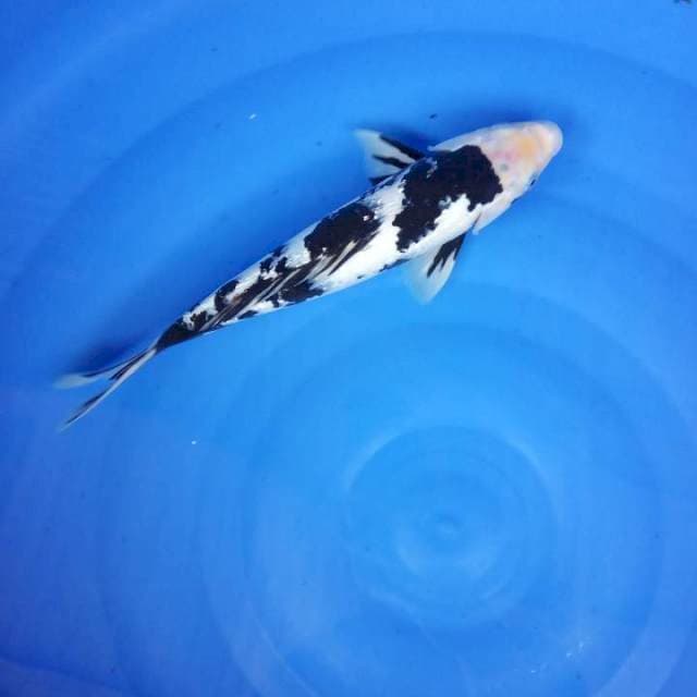 MALE gindrin full