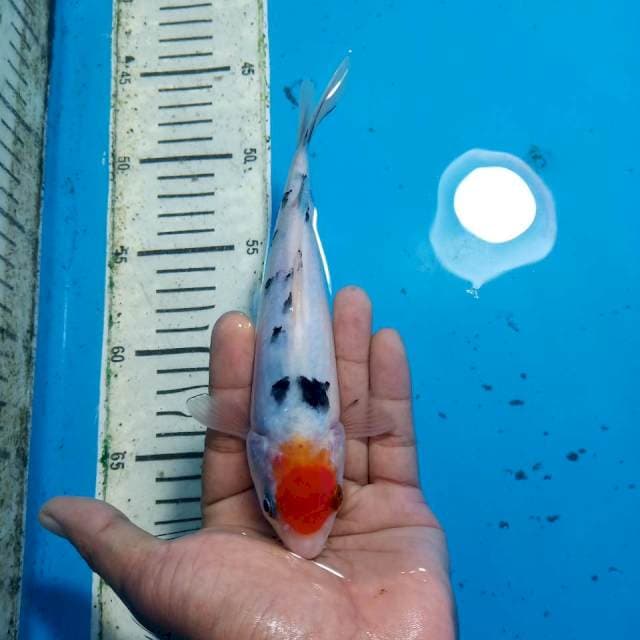 Tancho sanke 22cm