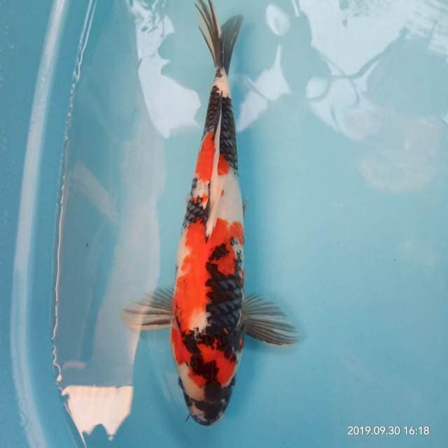 Showa 40cm