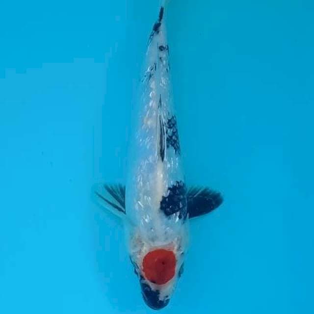 TANCHO SHOWA GINRIN 22 CM