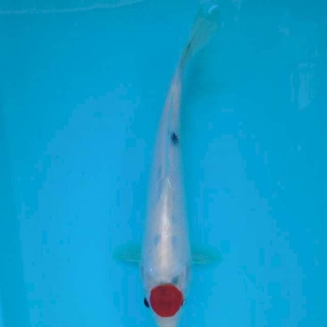 TANCHO SANKE 26 CM