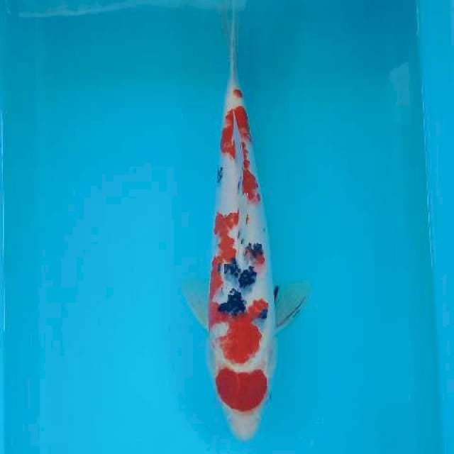 SANKE 34 CM