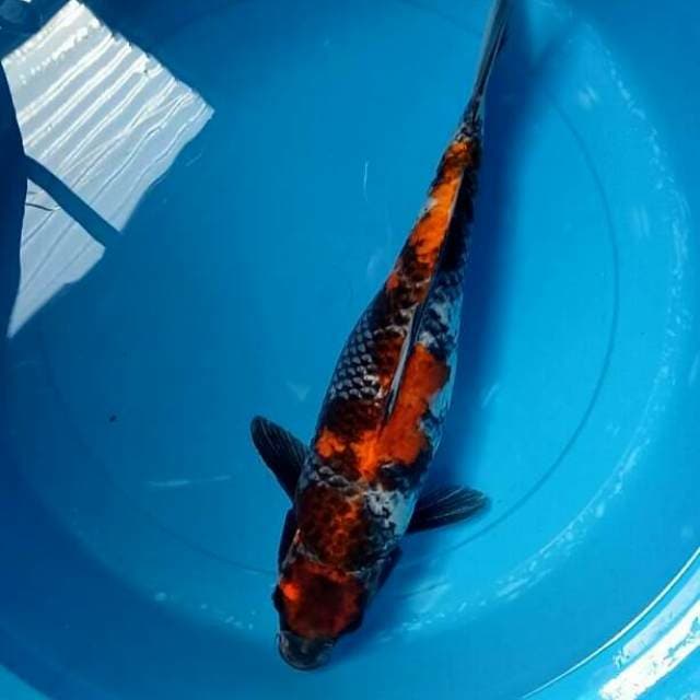 KAGE Showa 41 CM