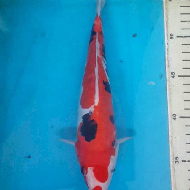 kumon 25 cm
