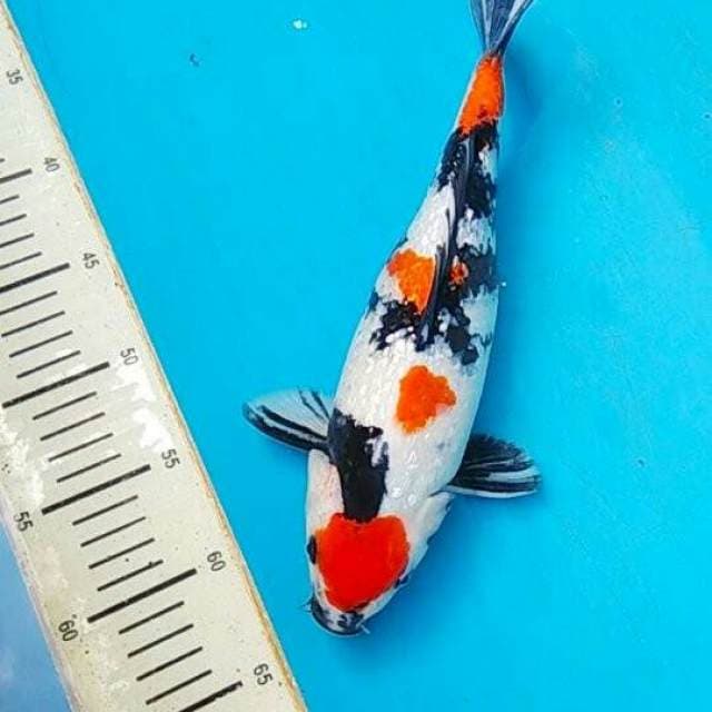 Ginrin 32 CM