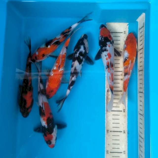 Mix Paket 7 ekor