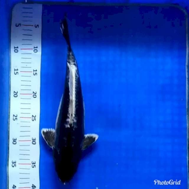 Black kawarimono