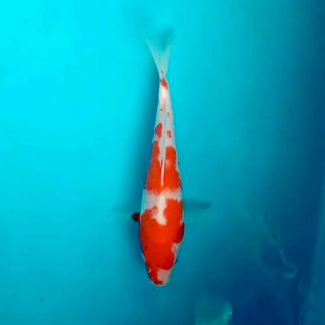 Kohaku*15cm