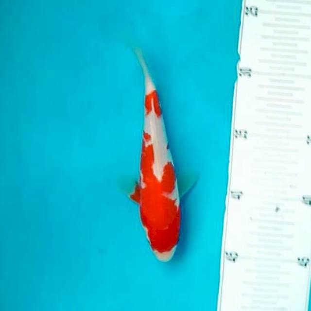 Kohaku*18cm