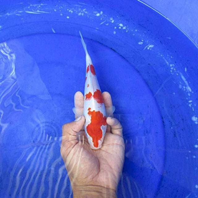 Kohaku 3step ±22cm