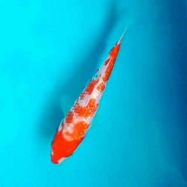 Ginrin kohaku*18cm
