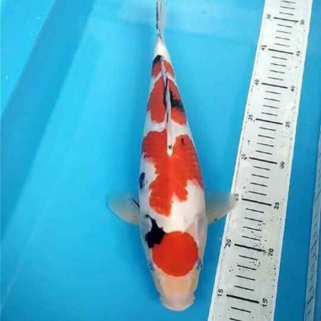Maruten Sanke 35 CM