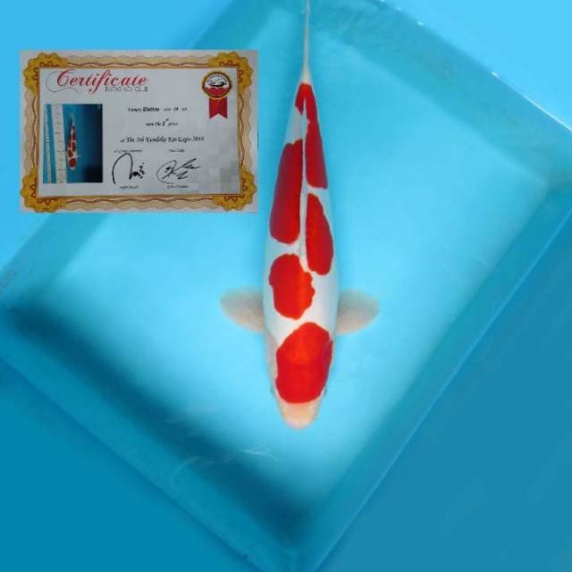 A. KOHAKU DOITSU + SERTI JUARA 1