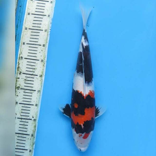 47cm Fml , Jumbo Quality Showa Jet Black