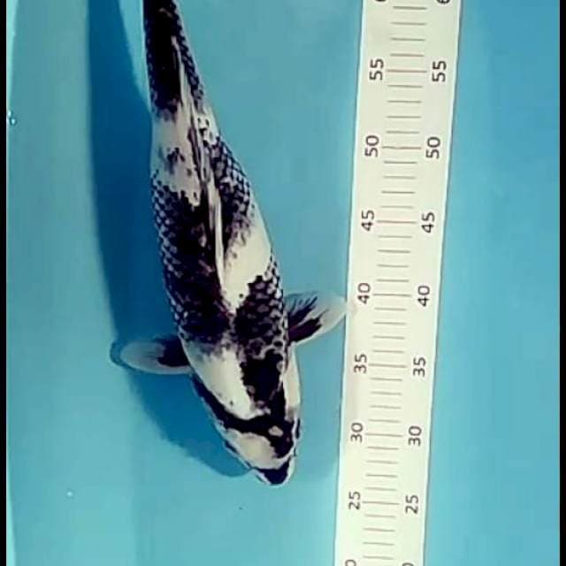 # shiro 40 cm#