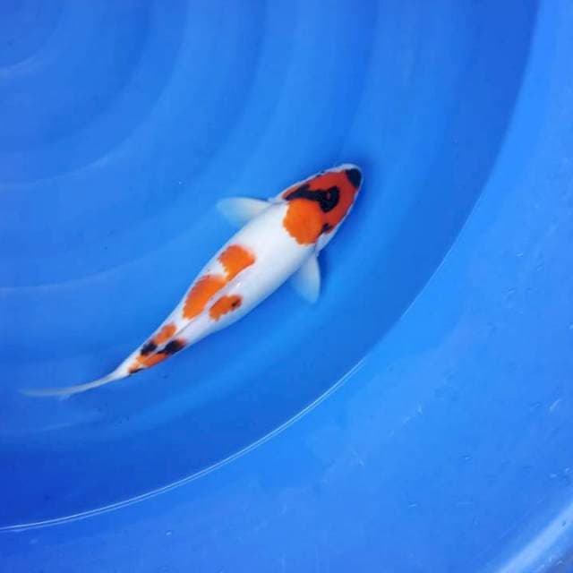 Showa