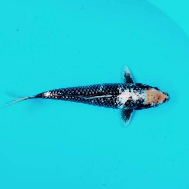 6. Matsukawabake Limited #31cm