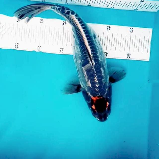 11. Tancho Doitsu #35cm