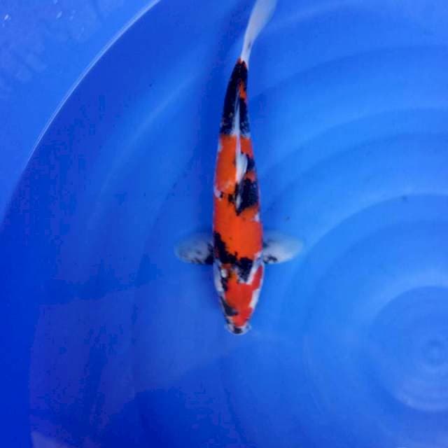 MALE 35 CM