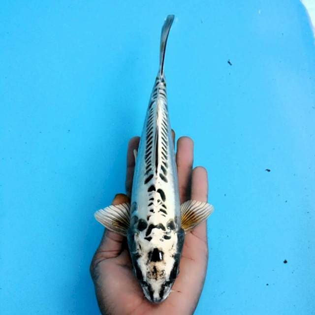 DEMON KIKO 25cm
