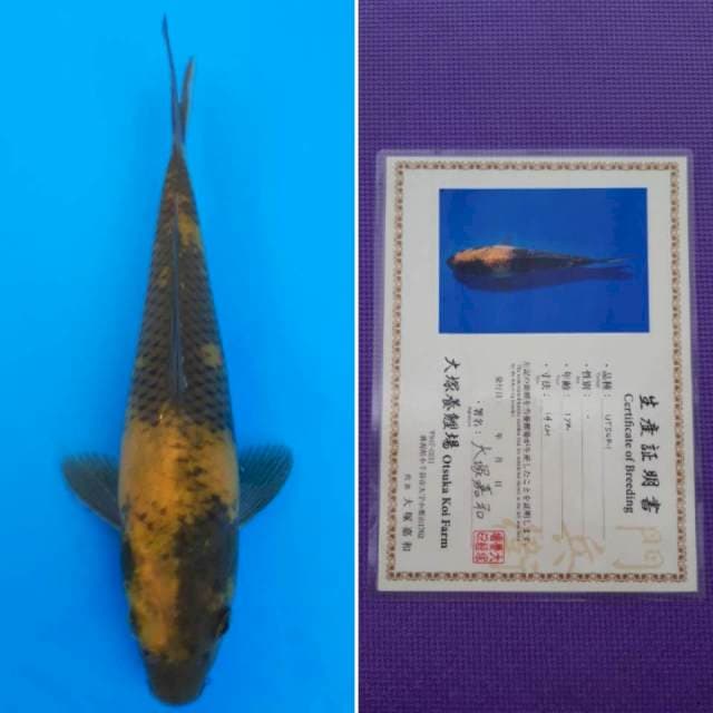 ki utsuri 18cm sertifikat