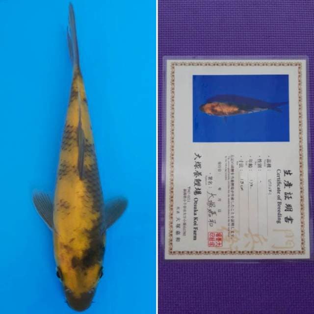 ki utsuri 19cm sertifikat