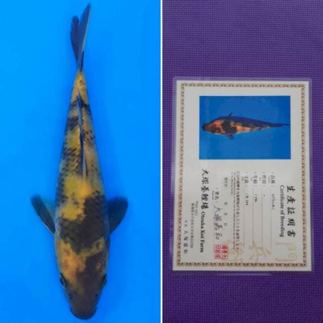 ki utsuri 20cm sertifikat