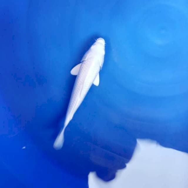 Platinum mulus