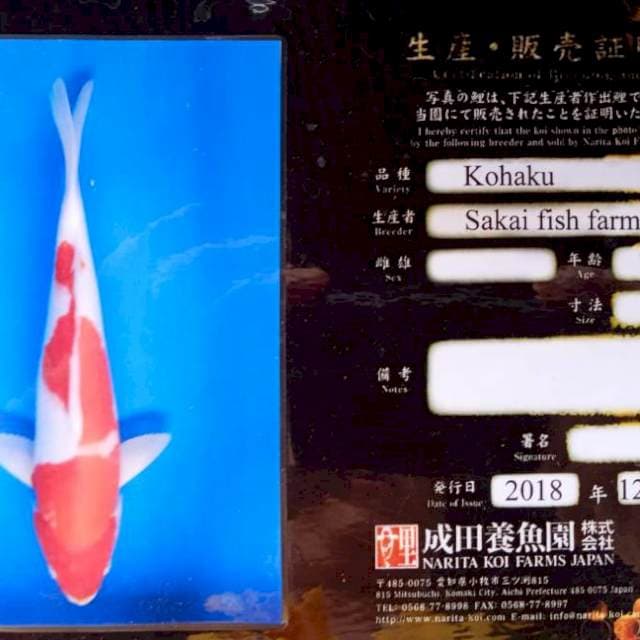 Kohaku sakai serty