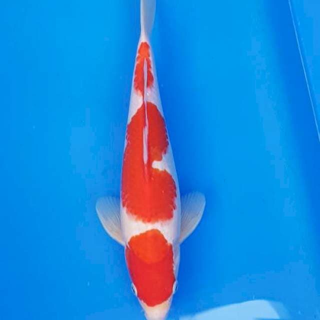 SANDAN KOHAKU 31CM