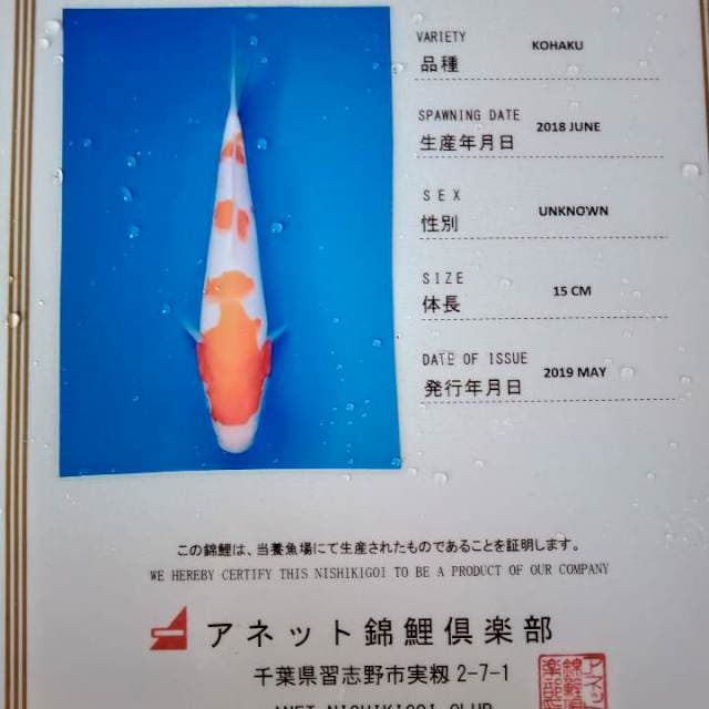 Kohaku import anetto