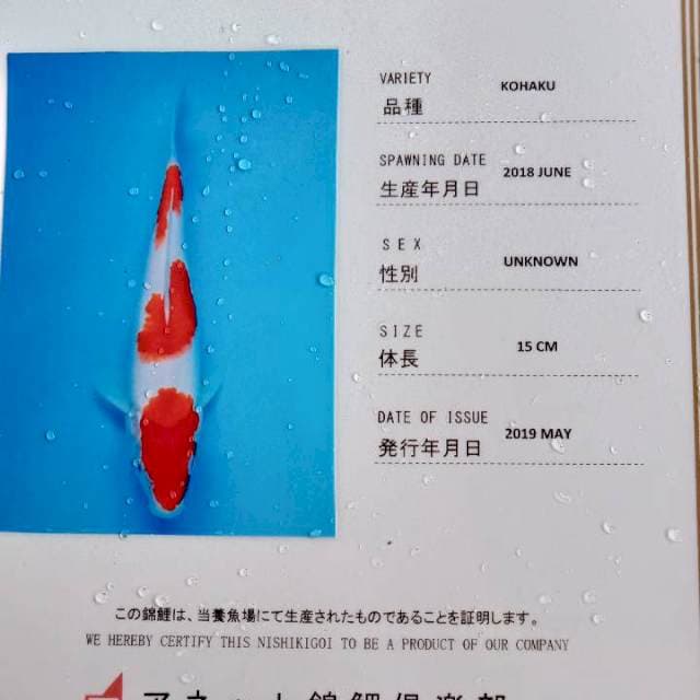 Kohaku import 23cm anetto