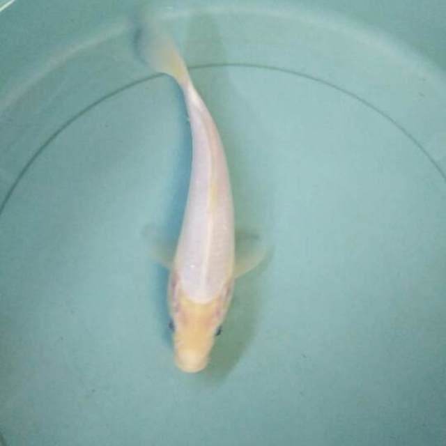 shiromuji 23cm