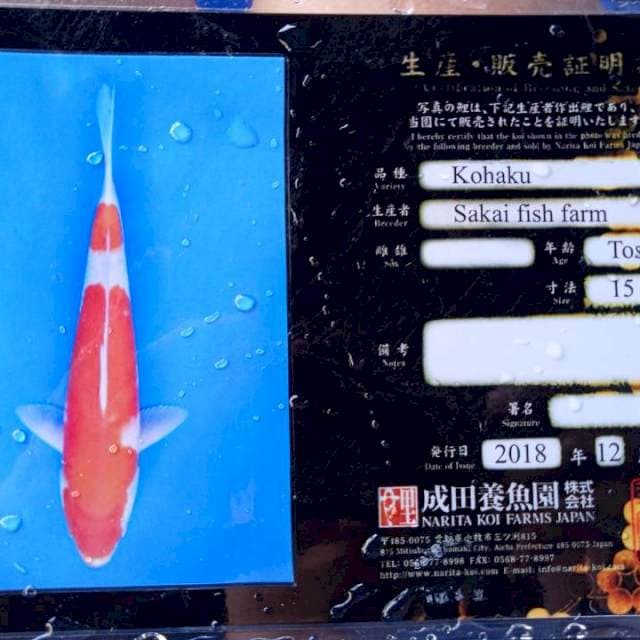 Kohaku import