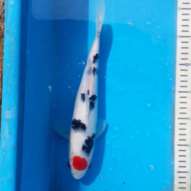 Tancho 30cm