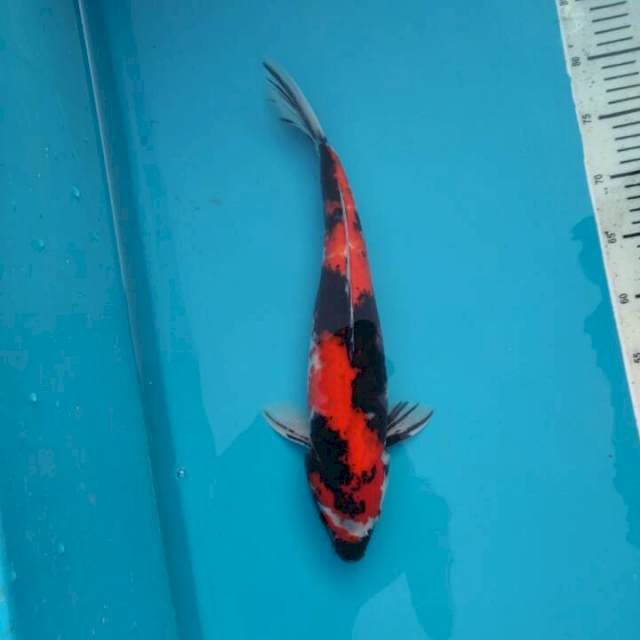 Hi Showa 40cm Female